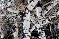 Yellowstone, birch, maze, pattern