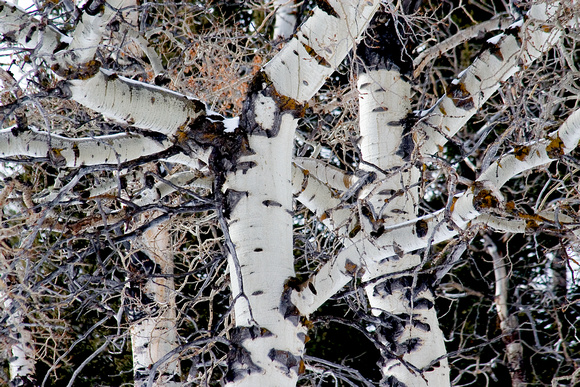 Yellowstone, birch, maze, pattern