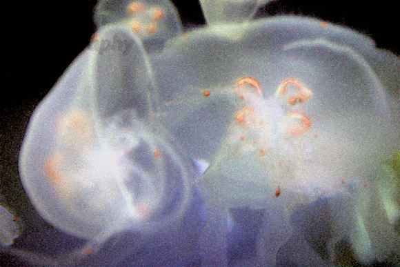 Mystic, aquarium, jellyfish