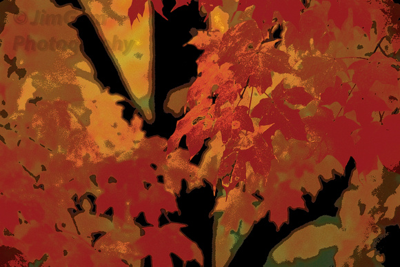 Fall, abstract, autumn, color, foliage, leaf, maple