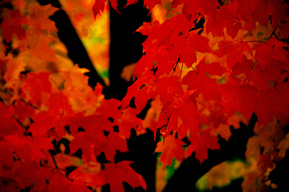 Gardner, Massachusetts, autumn, "fall color", foliage, leaves, maple, tree