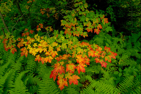 Townshend, Vermont, autumn, fall, ferns, leaves