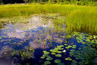 Quabbin, grasses, waterlilies, pond, water, reflections