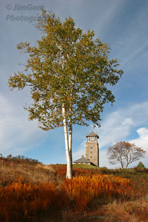 Quabbin, birch, fall, tower, tree, autumn, Belchertown