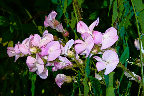 "Cape Cod", flowers
