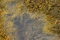 "Nova Scotia", seaweed, shoreline, Kejimkujik National Park, seaside