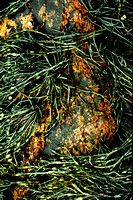 "Nova Scotia", rocks, seaweed