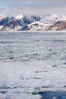 Svalbard, Woodfjord, "polar bear", Norway