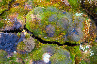 Hamburgbukta, tundra, lichen, "arctic plants", "arctic flora", Norway, Svalbard