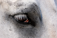Eye, horse, lashes, closeup