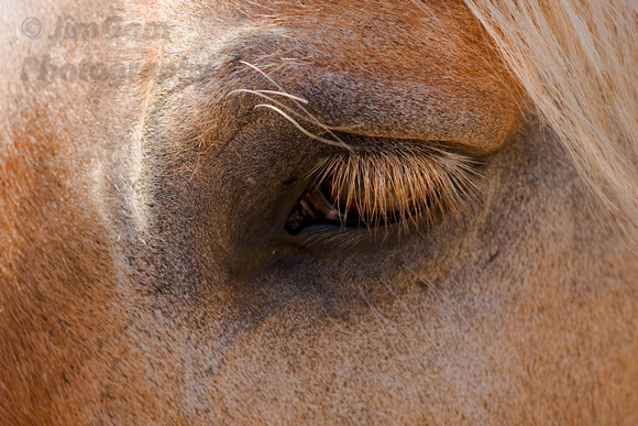 Eye, horse, lashes, closeup, brown