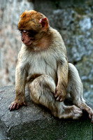 "Barbary Ape", Gibraltar, Barbary macaque, baby, monkey