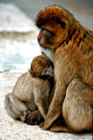Gibraltar, Spain, ape, baby, "Barbary Ape", Gibraltar, "Barbary macaque", baby, monkey, "mother and baby"