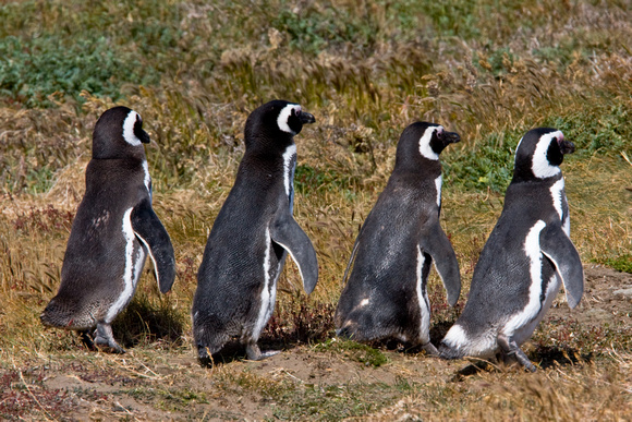 Chile, Magellanic, penguins