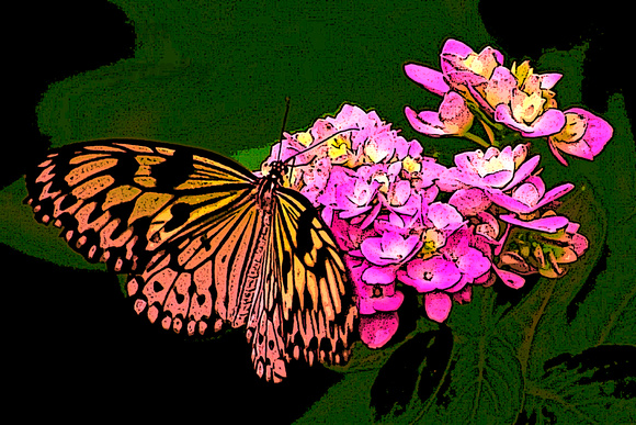 abstract, butterfly, monarch