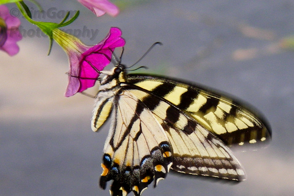 butterfly, petunia, "Eastern Tiger Swallowtail", "Papilio glaucus"