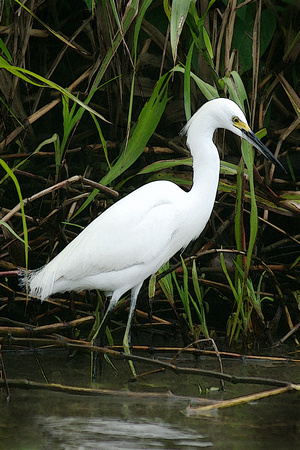 Tortuguero, "Costa Rica", "Snowy Egret", white, "wading bird"