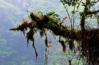 "Costa Rica", Monteverde, "air plants", "cloud forest", moss, tree