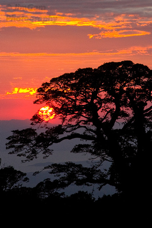 "Costa Rica", Monteverde, silhouette, sunset, tree