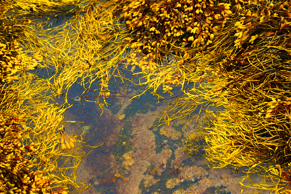 Shoreline, abstracted, seaweed