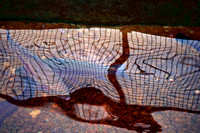 abstract, hatchery, reflection, trout