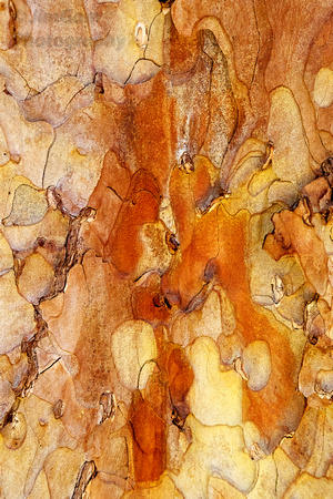 California, Sequoia, Wawona, Yosemite, abstract, bark