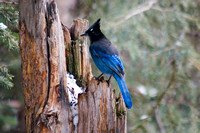 Yellowstone, bird, winter, "Steller's Jay"