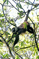 "Costa Rica", Howler, monkey, "rain forest"