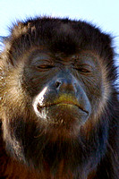 "Costa Rica", howler, monkey, portrait
