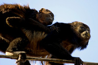 "Costa Rica", baby, howler, "mother and baby", monkey