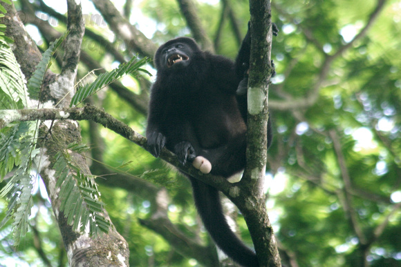 Tortuguero, "Costa Rica", Howler, Monkey, jungle