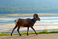 Alberta, "Bighorn sheep", Canada, Lake, "Medicine Lake", "Ovis canadensis", Ram