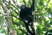 "Costa Rica", Howler, Monkey, Tortuguero, jungle, testicles