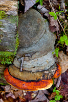"forest floor", fungus, log, mushroom