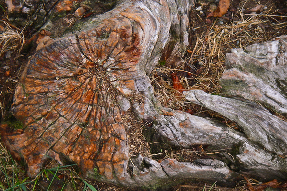 "forest floor", stump, woods