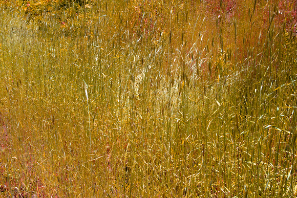 Quabbin, autumn, grasses