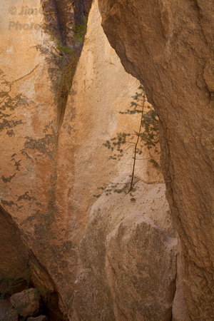 Bandelier, "National Monument", "New Mexico", tree, cave