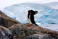 Antarctica, Gentoo, penguin