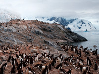 Antarctica, Gentoo, colony, panorama, penguins