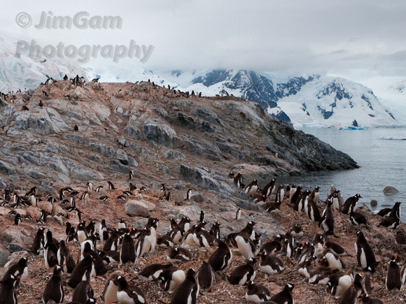 Antarctica, Gentoo, colony, panorama, penguins