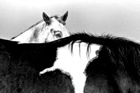 My Horse and Eye
