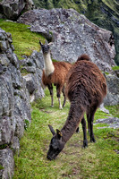 "Machu Picchu", Peru, grass, llama