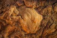 Bryce, "Bryce Canyon", "National Park", Utah, bark, sap, tree