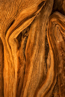 Wood Grain Spirits Rise for Abstract Rendering