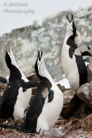 Antarctica, chinstrap, whooping, penguin