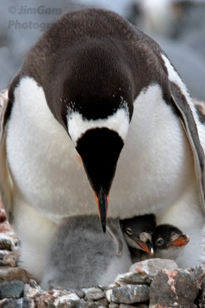 Antarctica, chicks, nest, penguin, twins, "mother and baby"