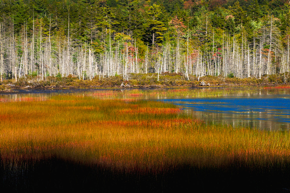 Acadia, Maine, Wetlands, autumn, grasses
