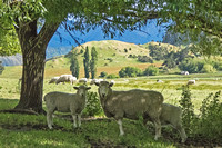 "New Zealand", Wanaka, "Whare Kea Lodge", sheep, ewe, lamb