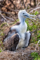 "Fernandina Island", "Frigate Bird", Galapagos, chick, "magnificent frigate"