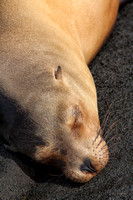 Galapagos, "Isabela Island", "sea lion"